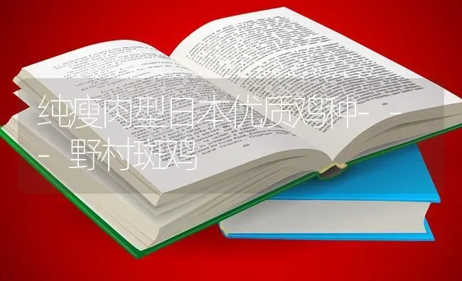纯瘦肉型日本优质鸡种---野村斑鸡 | 家禽养殖