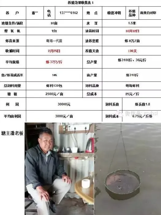 【粤海对虾苗就是任性】发生偷死也能正常生长保收益
