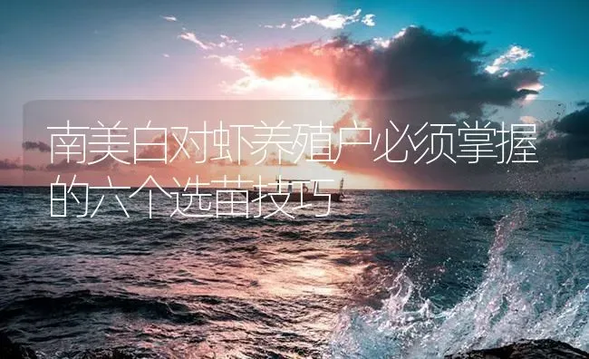 南美白对虾养殖户必须掌握的六个选苗技巧 | 海水养殖