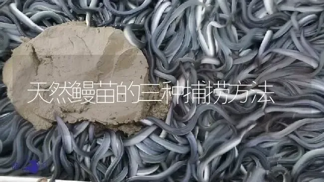 天然鳗苗的三种捕捞方法 | 淡水养殖