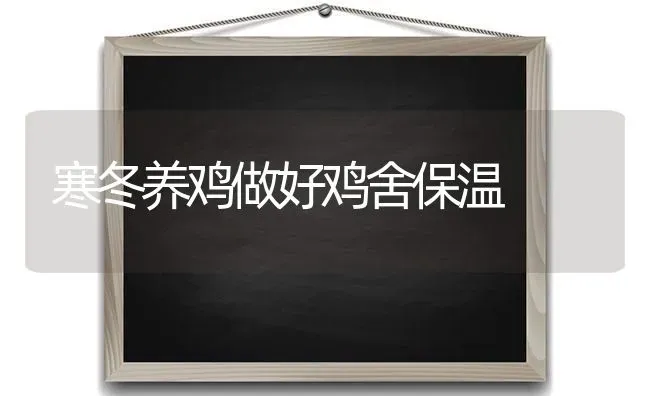 寒冬养鸡做好鸡舍保温 | 家禽养殖