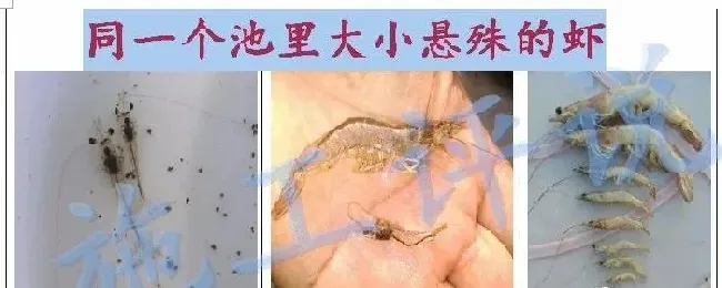 夏造对虾长不大？看看是不是这四大方面的原因！