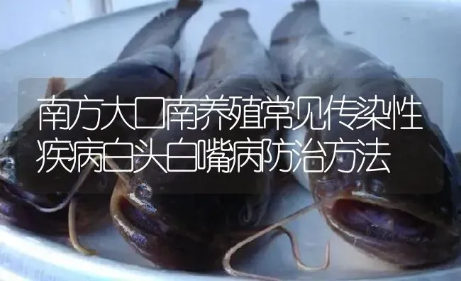 南方大口南养殖常见传染性疾病白头白嘴病防治方法 | 淡水养殖