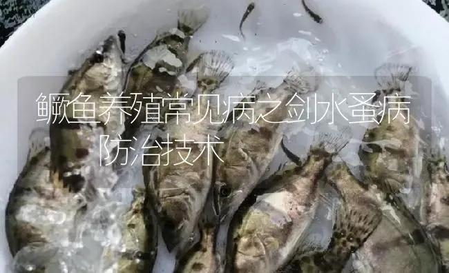 鳜鱼养殖常见病之剑水蚤病  防治技术 | 淡水养殖