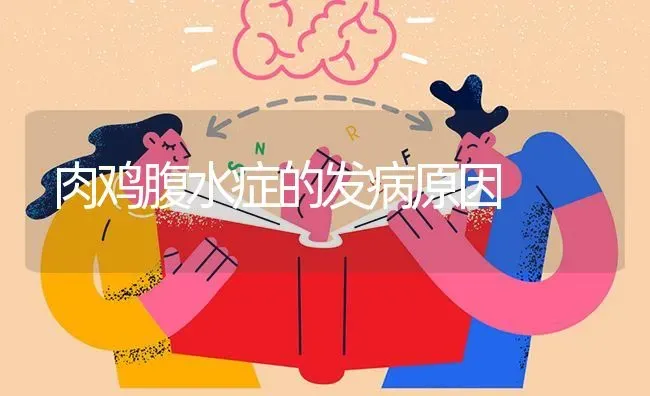 肉鸡腹水症的发病原因 | 家禽养殖