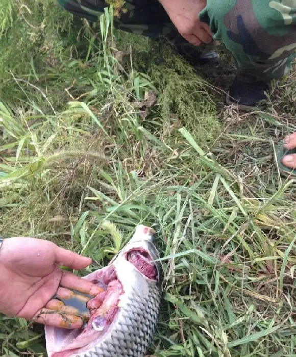 北方地区鲤鱼养殖常见病鳃霉病一些简单介绍