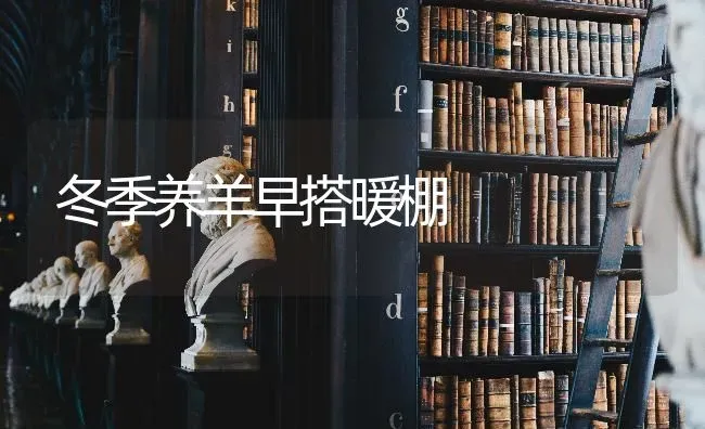 冬季养羊早搭暖棚 | 家畜养殖