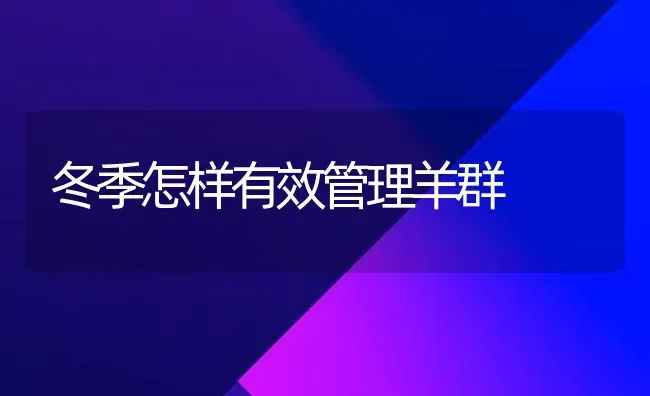 冬季怎样有效管理羊群 | 家畜养殖