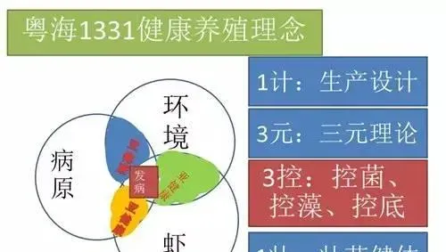 上半年广东台山地区对虾养殖喜忧参半 粤海三宝为养殖成功推力