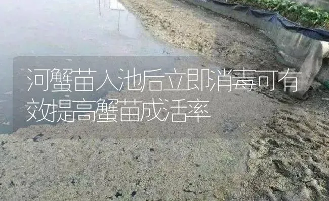 河蟹苗入池后立即消毒可有效提高蟹苗成活率 | 淡水养殖