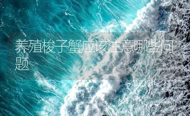 养殖梭子蟹应该注意哪些问题 | 海水养殖