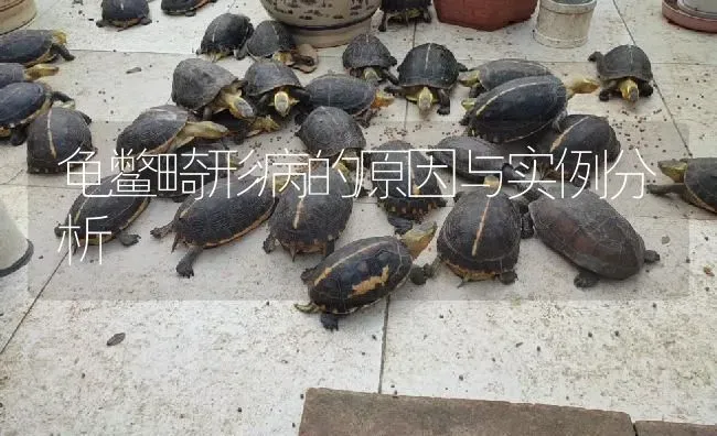 龟鳖畸形病的原因与实例分析 | 淡水养殖