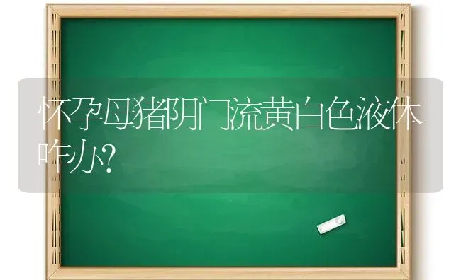 怀孕母猪阴门流黄白色液体咋办？ | 家畜养殖