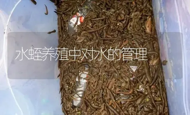 水蛭养殖中对水的管理 | 特种养殖