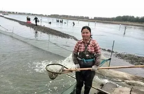 养殖罗氏沼虾跟着好润模式走大把钞票马上有