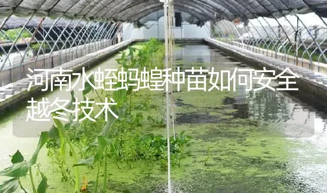河南水蛭蚂蝗种苗如何安全越冬技术 | 特种养殖