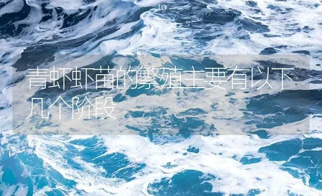 青虾虾苗的繁殖主要有以下几个阶段 | 海水养殖