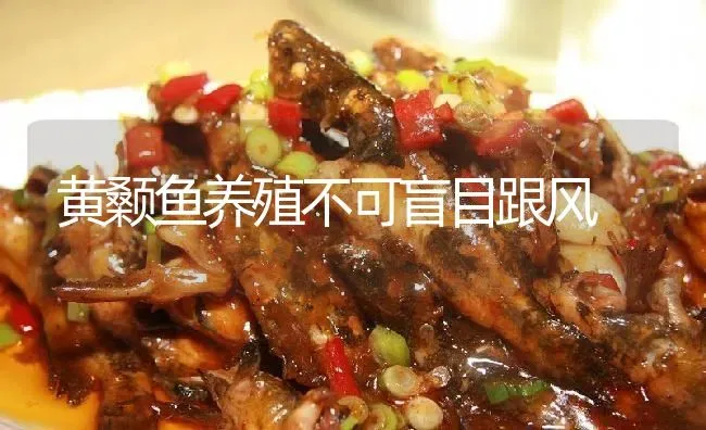 黄颡鱼养殖不可盲目跟风 | 淡水养殖