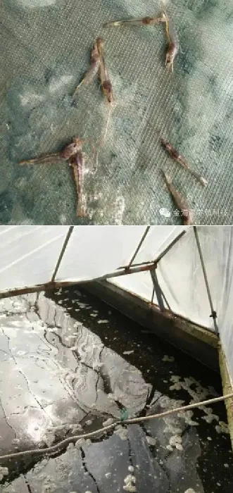 劲爽合生元系列在冬棚虾养殖过程中治水效果