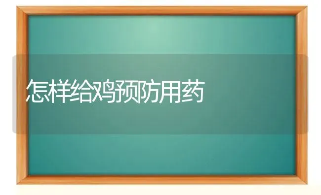 怎样给鸡预防用药 | 养殖病虫害防治