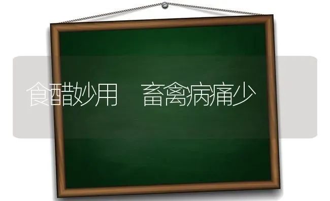 食醋妙用 畜禽病痛少 | 家禽养殖