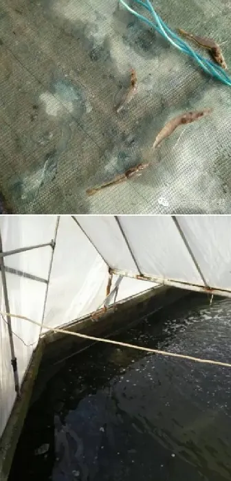 劲爽合生元系列在冬棚虾养殖过程中治水效果