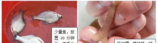 海大饲料+技术方案养鳊鱼阶段性效果展示