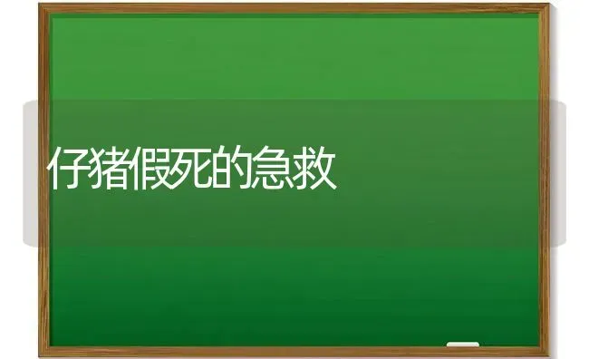 仔猪假死的急救 | 家畜养殖