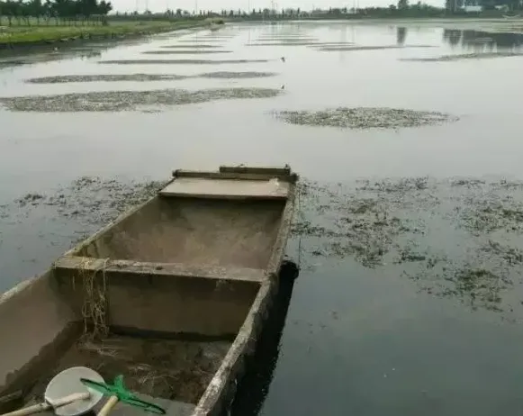 河蟹塘水草越多越好？图表对比数据告诉你真相！