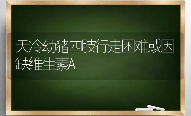 天冷幼猪四肢行走困难或因缺维生素A | 家畜养殖