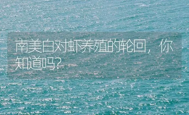 南美白对虾养殖的轮回，你知道吗？ | 海水养殖