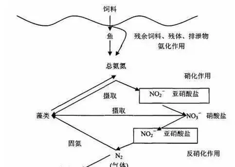 生物改底，好在坚持—海鲈鱼池塘改底案例分享