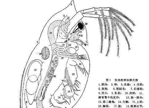 三四月份河蟹养殖中枝角类过多的危害及应对方法