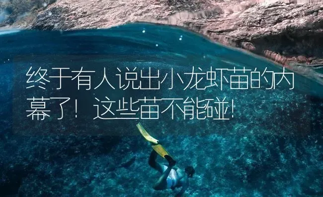 终于有人说出小龙虾苗的内幕了！这些苗不能碰！ | 海水养殖