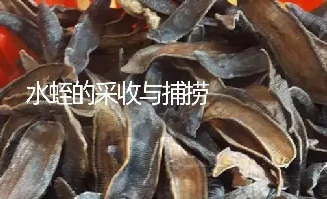 水蛭的采收与捕捞 | 特种养殖