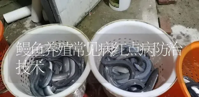 鳗鱼养殖常见病红点病防治技术 | 淡水养殖