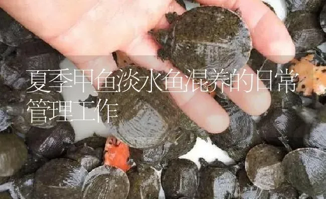 夏季甲鱼淡水鱼混养的日常管理工作 | 淡水养殖