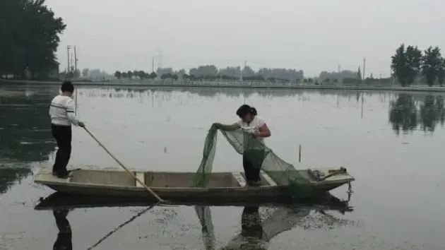 河蟹易发疾病黑鳃病烂鳃病的症状及预防治疗方案