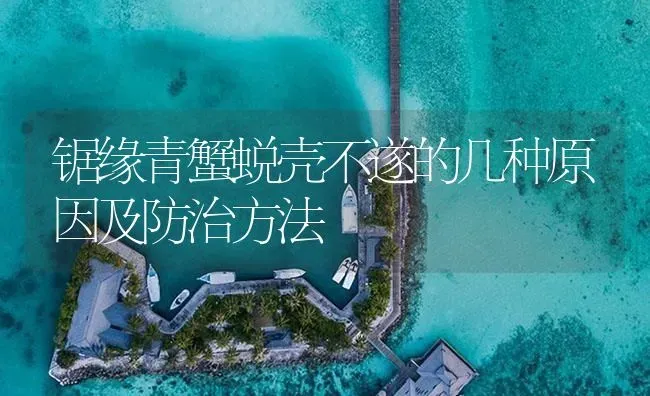 锯缘青蟹蜕壳不遂的几种原因及防治方法 | 海水养殖