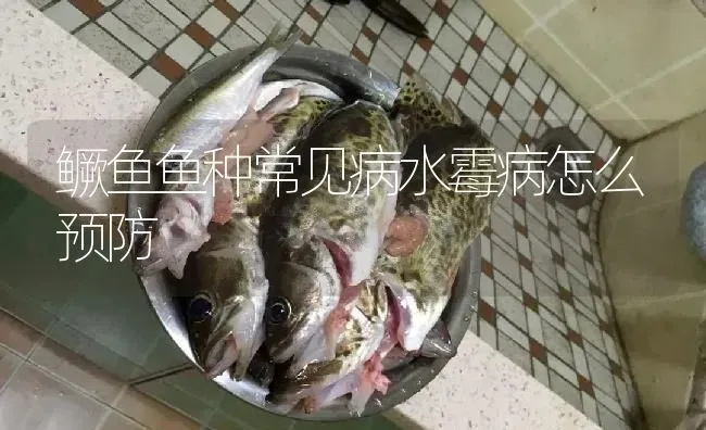 鳜鱼鱼种常见病水霉病怎么预防 | 淡水养殖