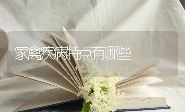 家禽疾病特点有哪些 | 家禽养殖