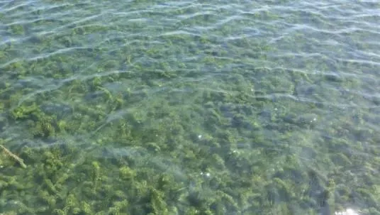 湖北地区河蟹五壳如何更细致的管理