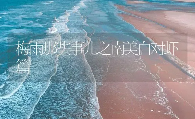 梅雨那些事儿之南美白对虾篇 | 海水养殖