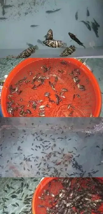 海南地区石斑鱼标苗的黑身病有方案可治