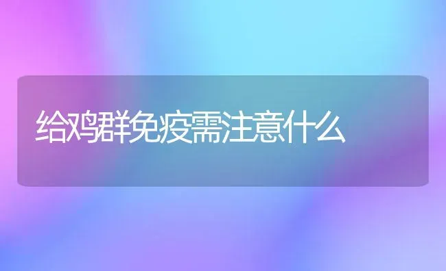 给鸡群免疫需注意什么 | 家禽养殖