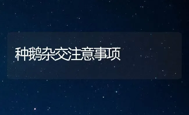 种鹅杂交注意事项 | 家禽养殖