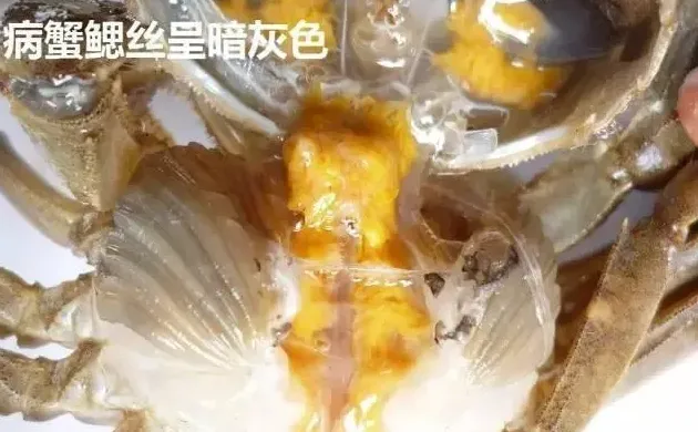 河蟹易发疾病黑鳃病烂鳃病的症状及预防治疗方案