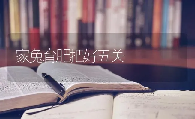 家兔育肥把好五关 | 家畜养殖