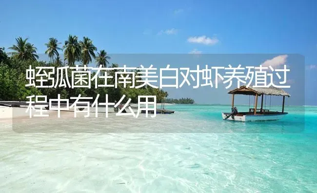 蛭弧菌在南美白对虾养殖过程中有什么用 | 海水养殖