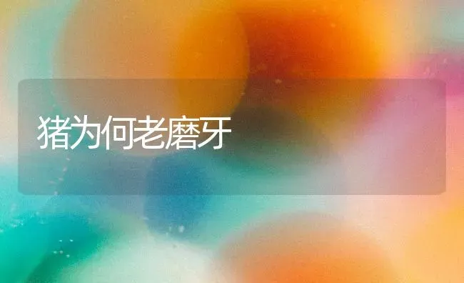 猪为何老磨牙 | 家畜养殖